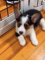 Sass, a female Pembroke Welsh Corgi for sale in Lexington, KY – 2 of 2