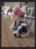 Luna, a female Pembroke Welsh Corgi for sale in Danville, KY – 2 of 5