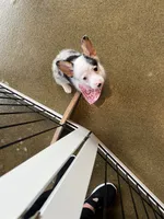 Sapphire, a female Pembroke Welsh Corgi for sale in Lexington, KY – 2 of 2