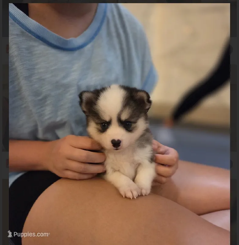 Ace -mini  – Pomsky puppy for sale in Lexington, KY