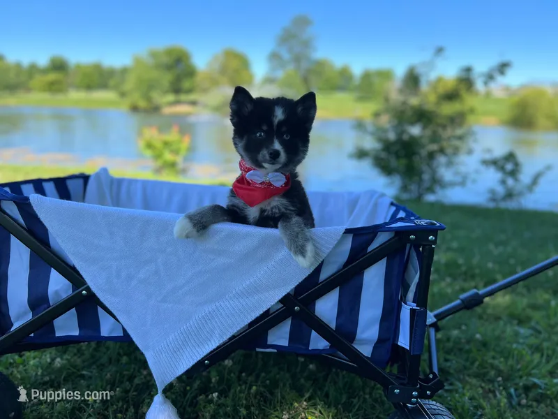 Estrella – Pomsky puppy for sale in Lexington, KY