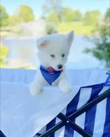 Little Whitmore, a male Pomsky for sale in Lexington, KY – 3 of 5