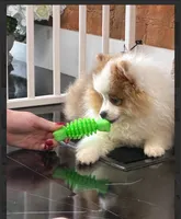 Kona , a male Pomeranian for sale in Lexington, KY – 3 of 7
