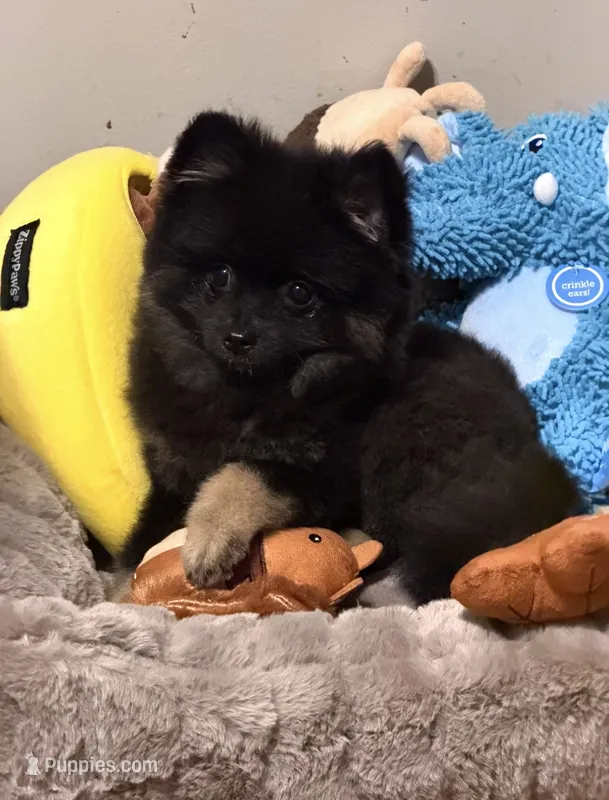 Iggy – Pomeranian puppy for sale in Lexington, KY
