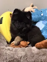 Iggy, a male Pomeranian for sale in Lexington, KY – 1 of 1