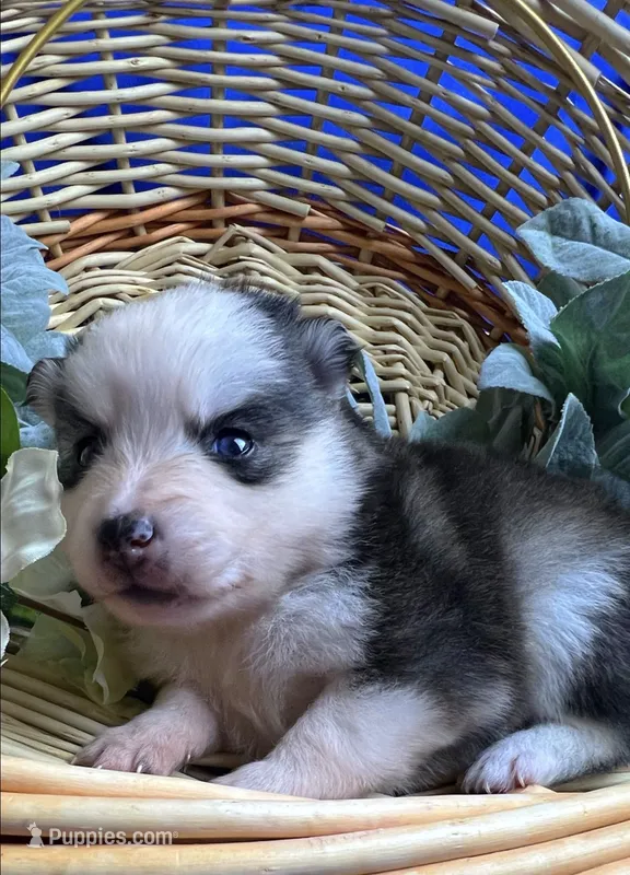 Sarah-toy/mini – Pomsky puppy for sale in Lexington, KY