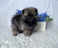 Wolfie- teacup, a male Pomeranian for sale in Lexington, KY – Photo 7 of 10