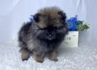 Wolfie- teacup, a male Pomeranian for sale in Lexington, KY – Photo 9 of 10