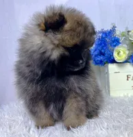 Wolfie- teacup, a male Pomeranian for sale in Lexington, KY – Photo 5 of 10