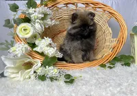 Wolfie- teacup, a male Pomeranian for sale in Lexington, KY – Photo 2 of 10