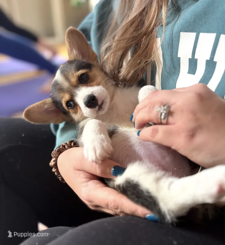 Pippa – Pembroke Welsh Corgi puppy for sale in Danville, KY