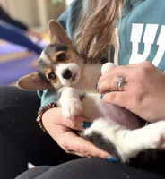 Pippa, a female Pembroke Welsh Corgi for sale in Danville, KY – 1 of 2
