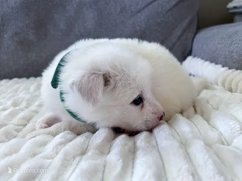 Glacier – Pomsky puppy for sale in Lexington, KY