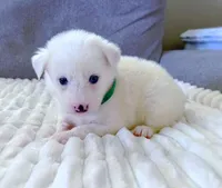 Glacier, a male Pomsky for sale in Lexington, KY – Photo 2 of 2