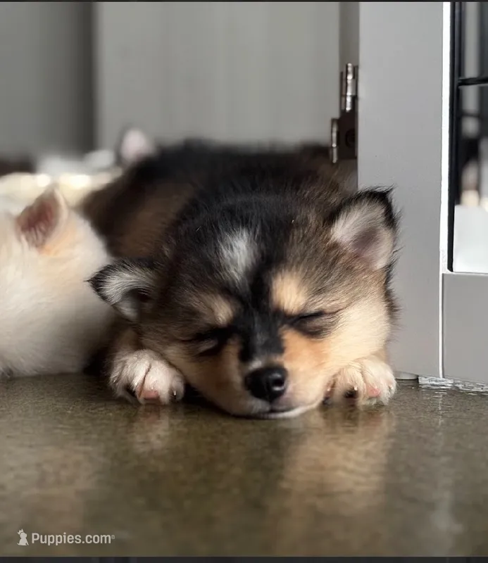 Admira- mini – Pomsky puppy for sale in Lexington, KY