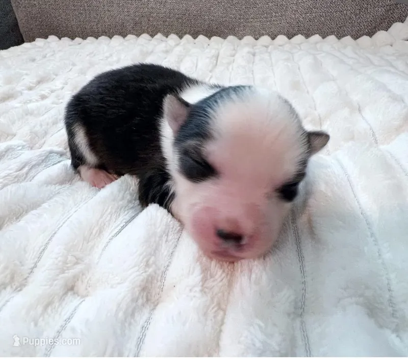 Asher- toy/mini – Pomsky puppy for sale in Lexington, KY