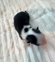 Asher- toy/mini, a male Pomsky for sale in Lexington, KY – Photo 2 of 2