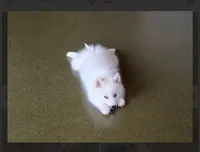 Arlo- mini -reduced, a male Pomsky for sale in Lexington, KY – 6 of 10