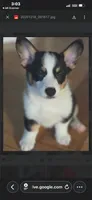 Ziggy, a male Pembroke Welsh Corgi for sale in Danville, KY – 1 of 4