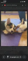 Leo, a male Pembroke Welsh Corgi for sale in Danville, KY – 4 of 4