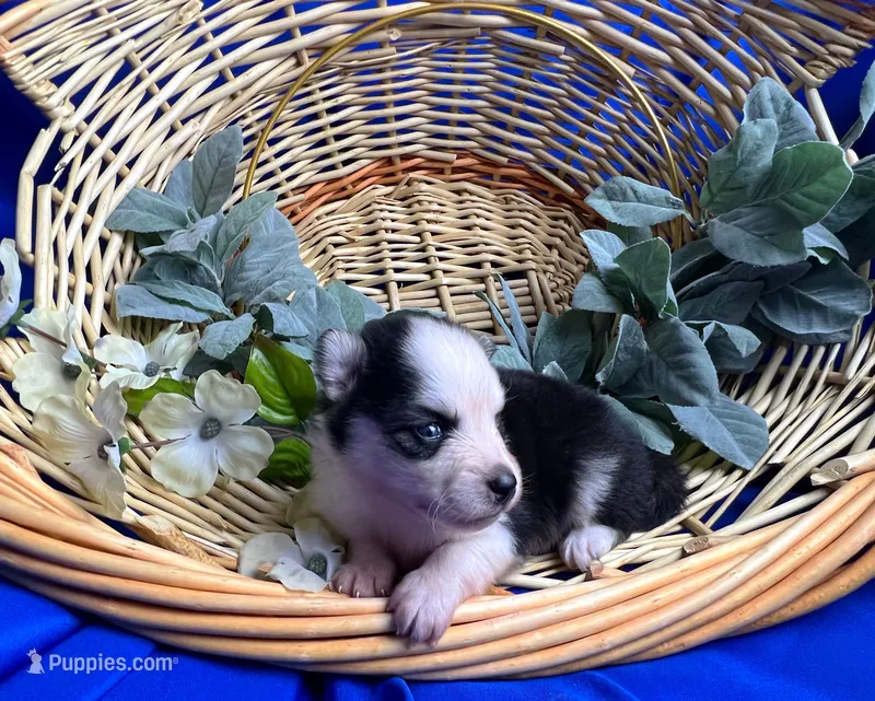 Asher- toy/mini – Pomsky puppy for sale in Lexington, KY