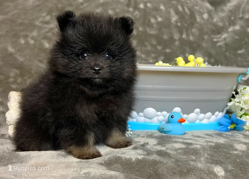 Ikko- AKC – Pomeranian puppy for sale in Lexington, KY