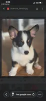 Ziggy, a male Pembroke Welsh Corgi for sale in Danville, KY – 3 of 4