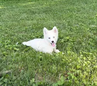 Little Whitmore, a male Pomsky for sale in Lexington, KY – 4 of 10