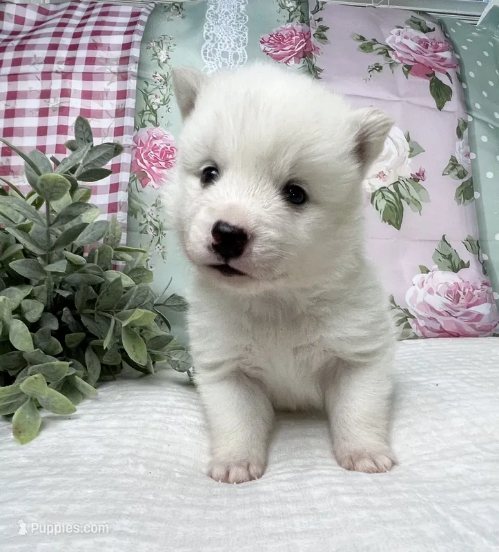 Arlo- mini  – Pomsky puppy for sale in Lexington, KY