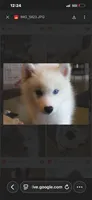 Abby-mini-reduced , a female Pomsky for sale in Lexington, KY – 2 of 6