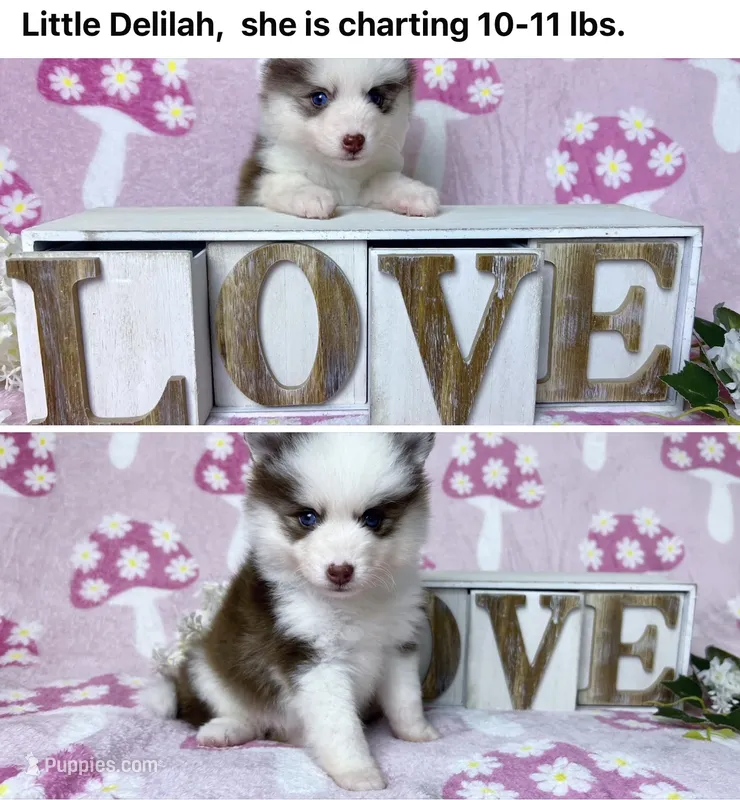 Delilah-toy/ mini – Pomsky puppy for sale in Lexington, KY