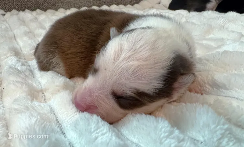 Delilah-toy/ mini – Pomsky puppy for sale in Lexington, KY