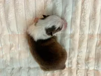 Delilah-toy/ mini, a female Pomsky for sale in Lexington, KY – Photo 2 of 2