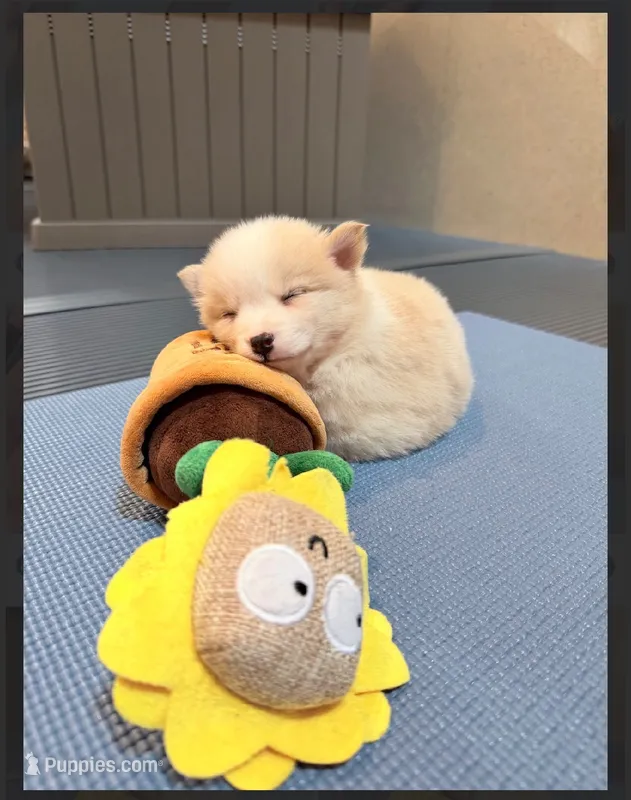 Alice- mini Pomsky  – Pomsky puppy for sale in Lexington, KY