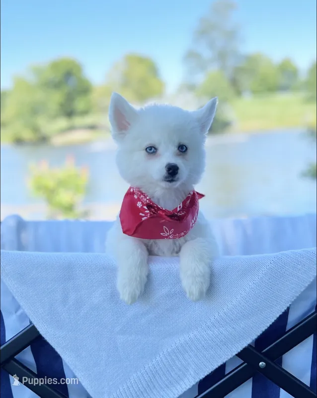 Queen E.  – Pomsky puppy for sale in Lexington, KY