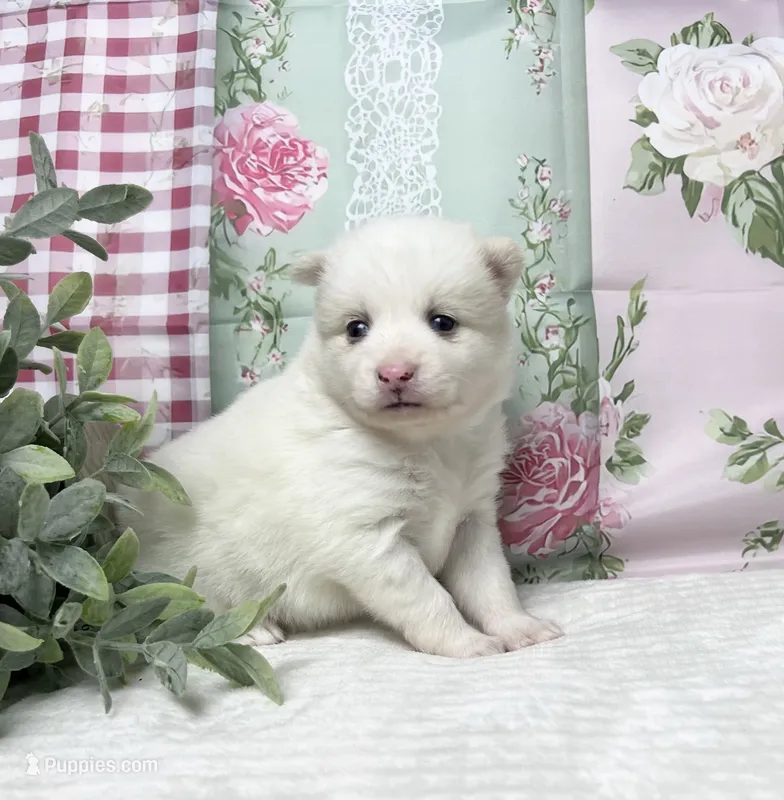 Abby-mini – Pomsky puppy for sale in Lexington, KY