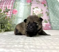 Italy -AKC , a male Pomeranian for sale in Lexington, KY – 2 of 3