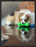Kona , a male Pomeranian for sale in Lexington, KY – 2 of 7
