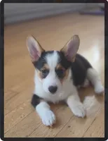 Luna, a female Pembroke Welsh Corgi for sale in Danville, KY – 1 of 5