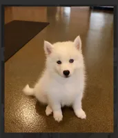 Arlo- mini -reduced, a male Pomsky for sale in Lexington, KY – 4 of 10