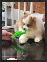 Kona , a male Pomeranian for sale in Lexington, KY – 6 of 7