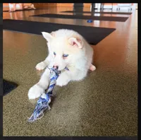 Abby-mini-reduced , a female Pomsky for sale in Lexington, KY – 3 of 6