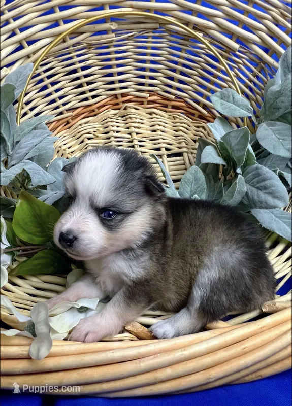 Simon -toy/mini – Pomsky puppy for sale in Lexington, KY