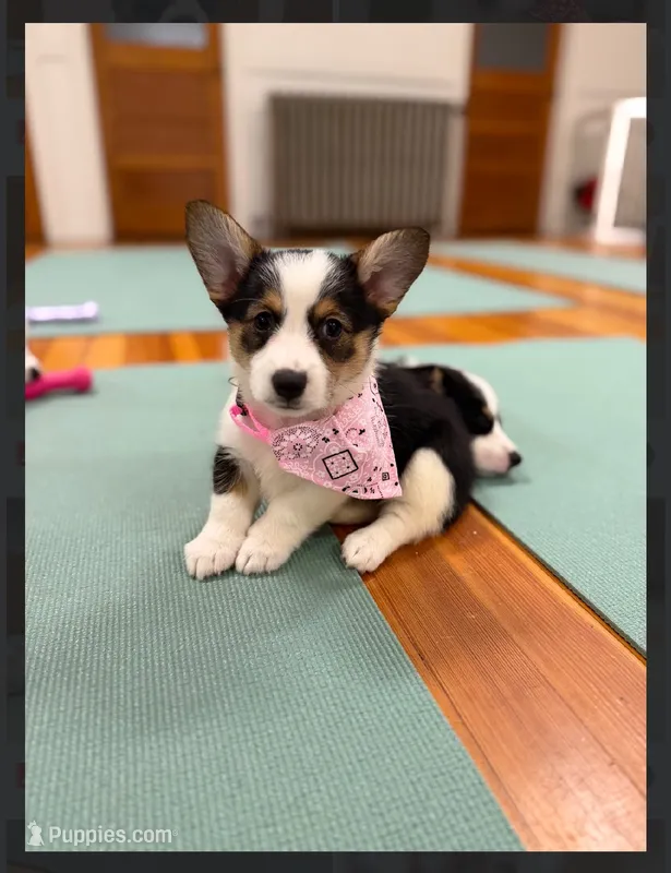 Sass – Pembroke Welsh Corgi puppy for sale in Lexington, KY