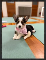 Sass, a female Pembroke Welsh Corgi for sale in Lexington, KY – 1 of 2