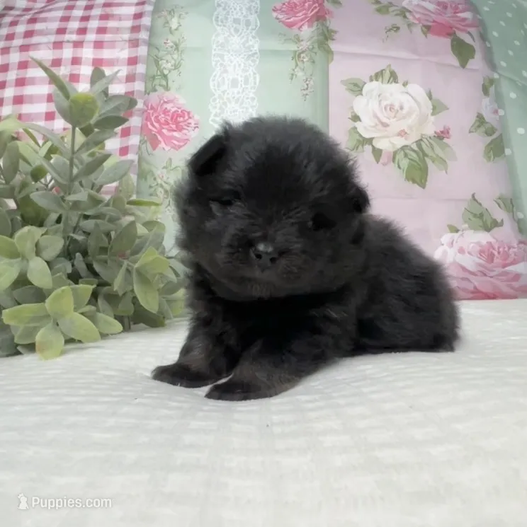 Ikko- AKC – Pomeranian puppy for sale in Lexington, KY