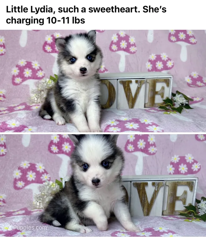 Lydia -toy/mini – Pomsky puppy for sale in Lexington, KY