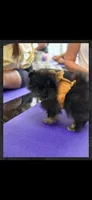 Iggy-AKC , a male Pomeranian for sale in Danville, KY – 3 of 4