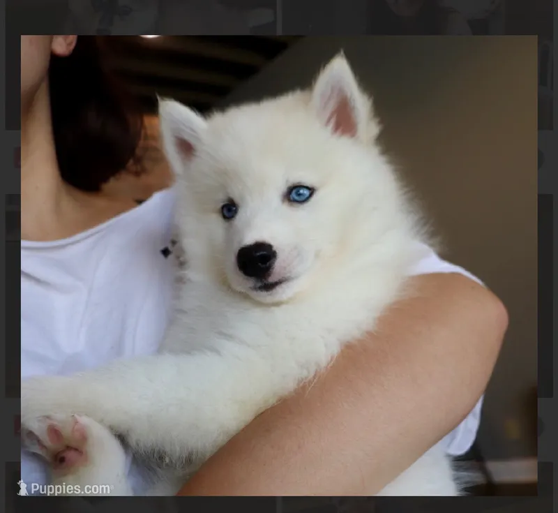 Arlo- mini  – Pomsky puppy for sale in Lexington, KY