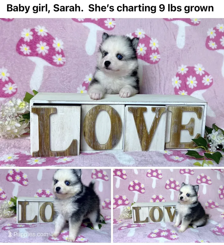 Sarah-toy/mini – Pomsky puppy for sale in Lexington, KY